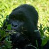What Makes Uganda Mountain Gorilla Trekking in Mgahinga Special? Discovery Journeys