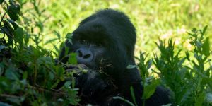 What Makes Uganda Mountain Gorilla Trekking in Mgahinga Special? Discovery Journeys