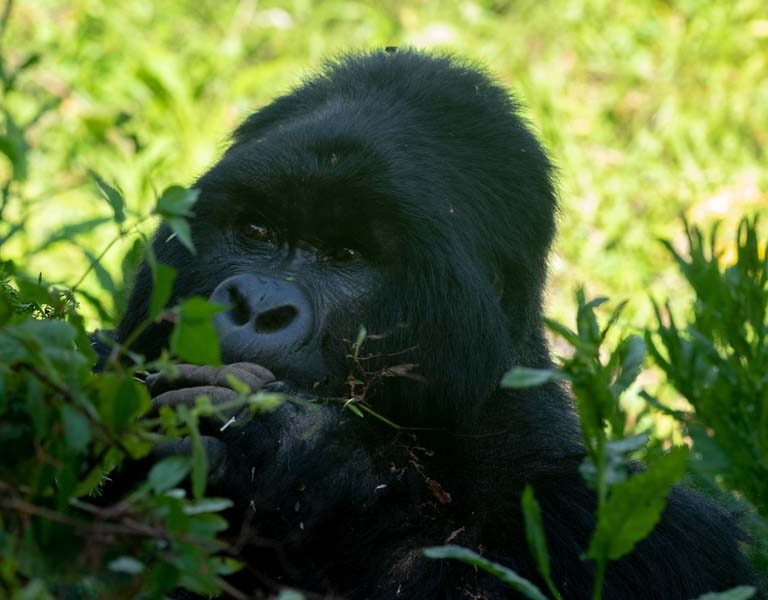 What Makes Uganda Mountain Gorilla Trekking in Mgahinga Special? Discovery Journeys