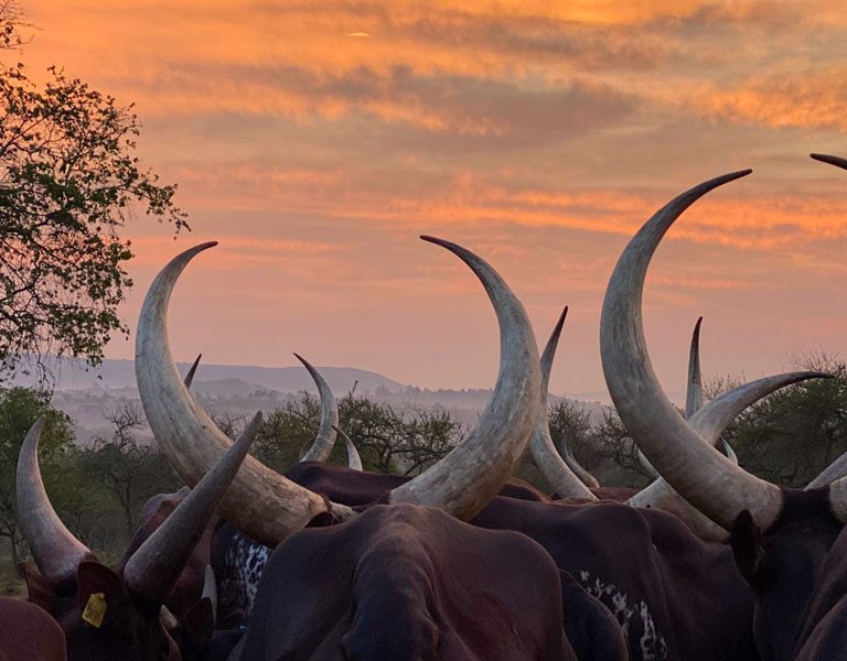 Highlights of A Uganda Photography Tour Experience. Discovery Journeys