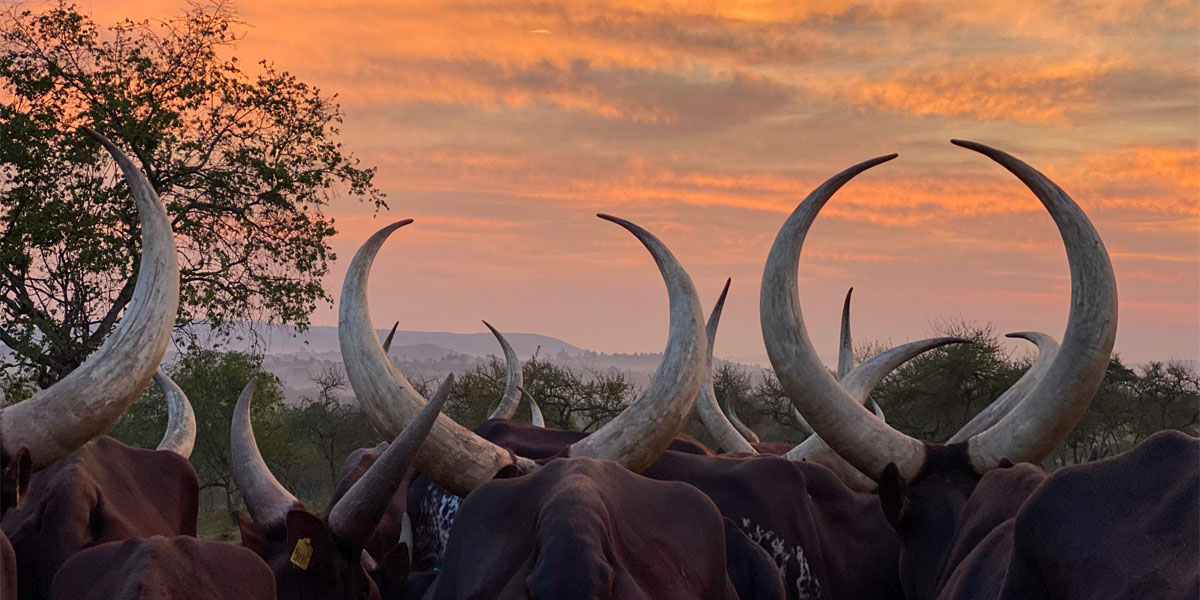 Highlights of A Uganda Photography Tour Experience. Discovery Journeys