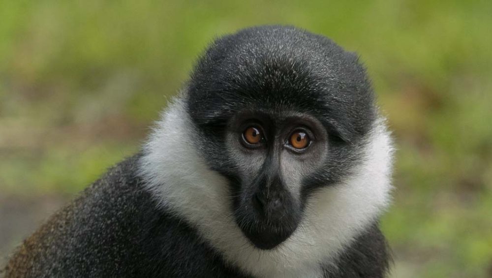 The Magic of Nyungwe Wildlife Tour Adventures. Discovery Journeys