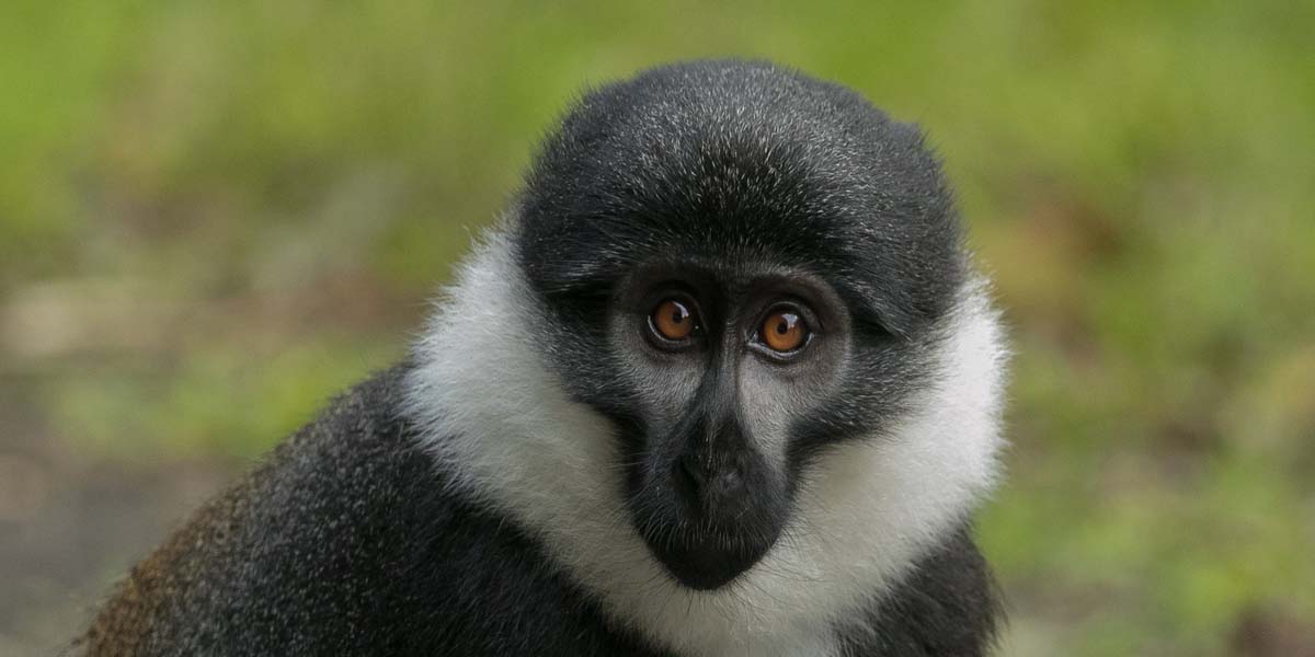 The Magic of Nyungwe Wildlife Tour Adventures. Discovery Journeys