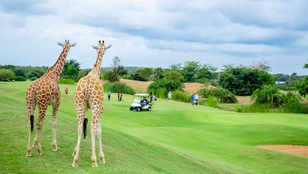 Kenya Golf Safari Experiences - Discovery Journeys