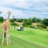 Kenya Golf Safari Experiences - Discovery Journeys