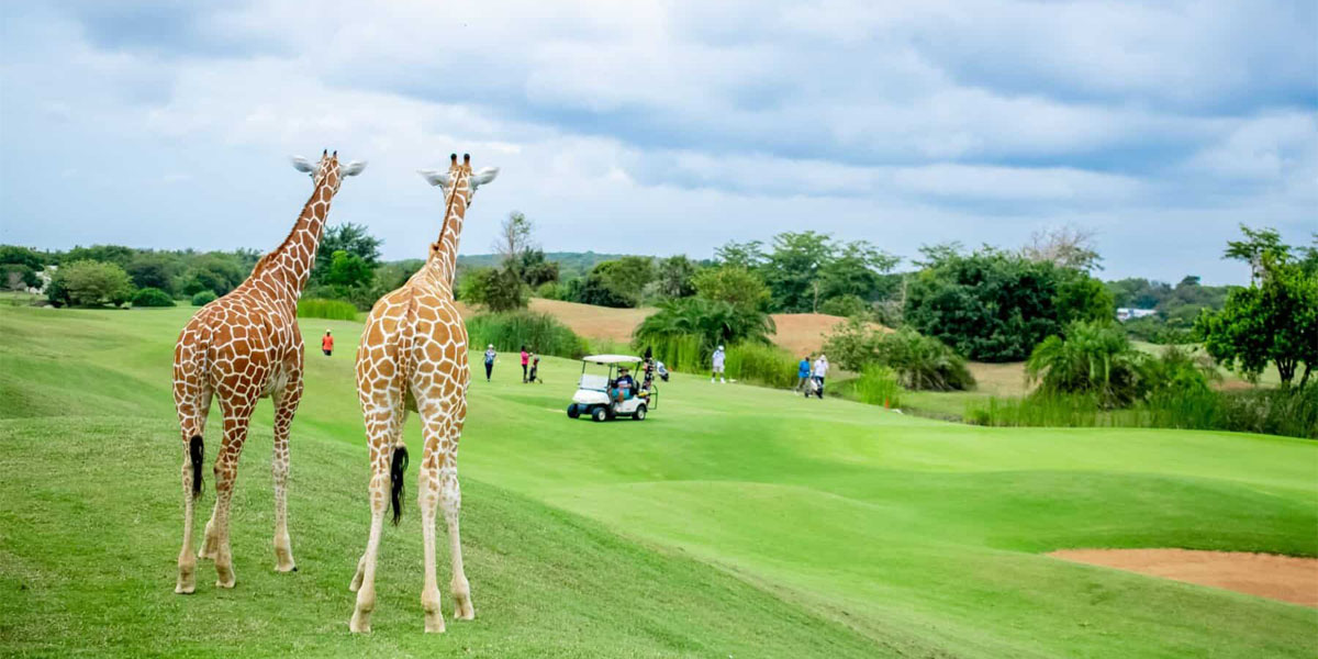 Kenya Golf Safari Experiences - Discovery Journeys