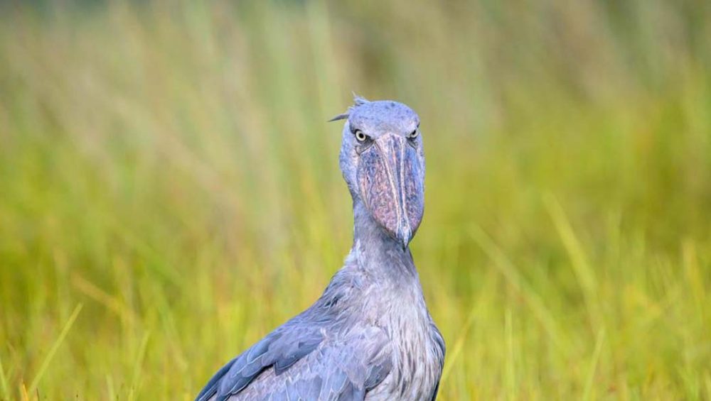 Best Uganda Birding Safari Destinations. Discovery Journeys