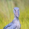 Best Uganda Birding Safari Destinations. Discovery Journeys