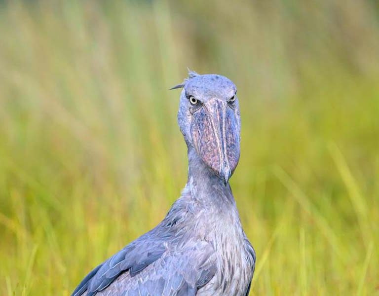 Best Uganda Birding Safari Destinations. Discovery Journeys