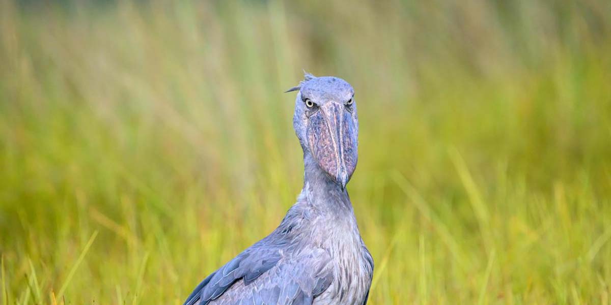 Best Uganda Birding Safari Destinations. Discovery Journeys
