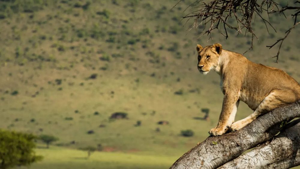 A Kenya Safari Guide. Discovery Journeys