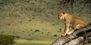 A Kenya Safari Guide. Discovery Journeys