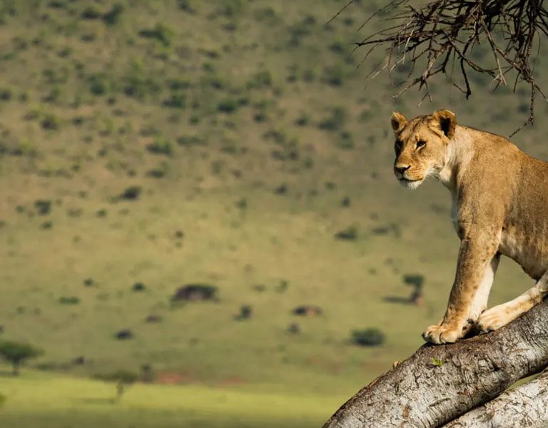 A Kenya Safari Guide. Discovery Journeys