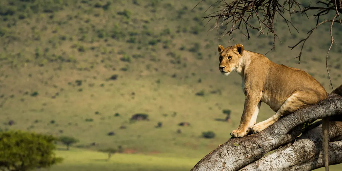 A Kenya Safari Guide. Discovery Journeys