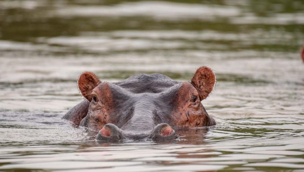 Best Uganda Wildlife Destinations For First-Time Visitors. Discovery Journeys