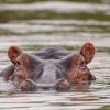 Best Uganda Wildlife Destinations For First-Time Visitors. Discovery Journeys