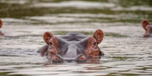 Best Uganda Wildlife Destinations For First-Time Visitors. Discovery Journeys