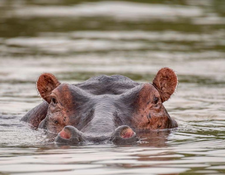 Best Uganda Wildlife Destinations For First-Time Visitors. Discovery Journeys