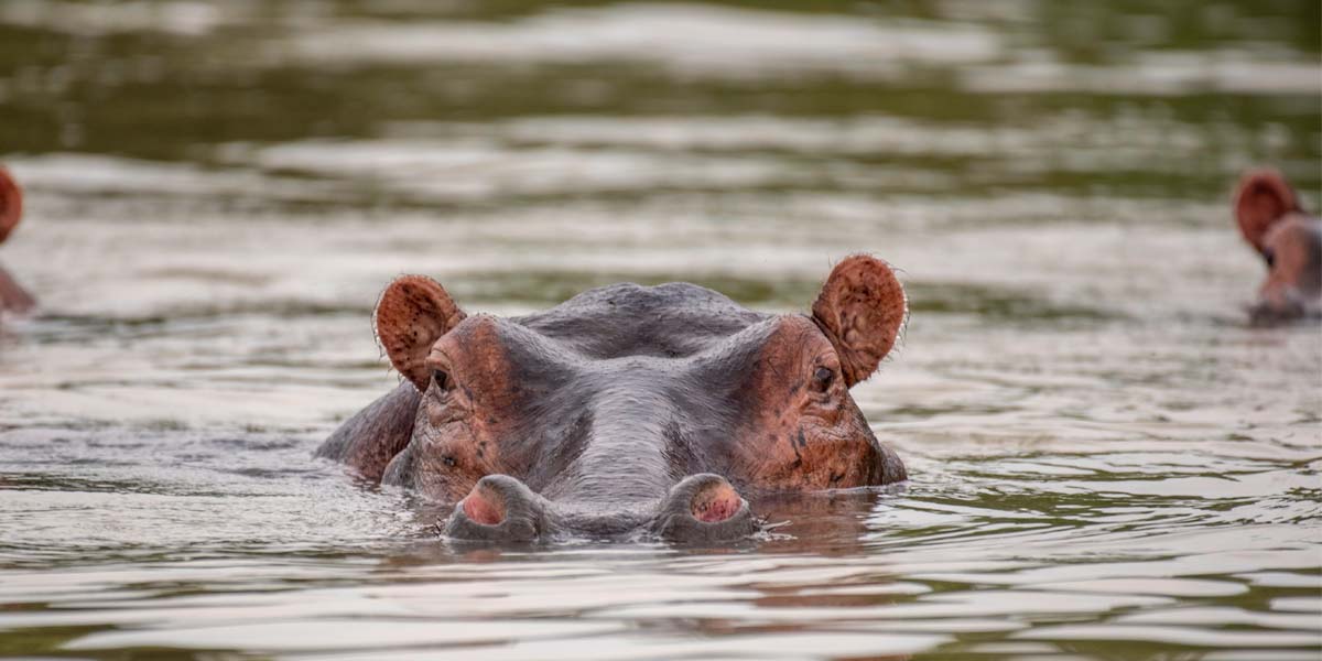 Best Uganda Wildlife Destinations For First-Time Visitors. Discovery Journeys