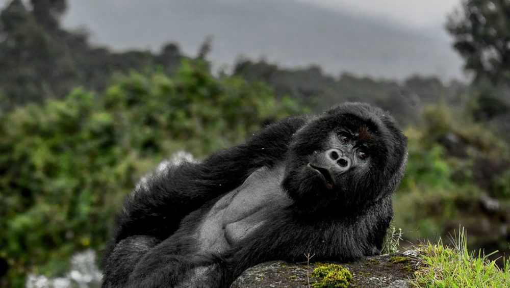 Gorilla Trekking in Rwanda Vs Uganda. Discovery Journeys
