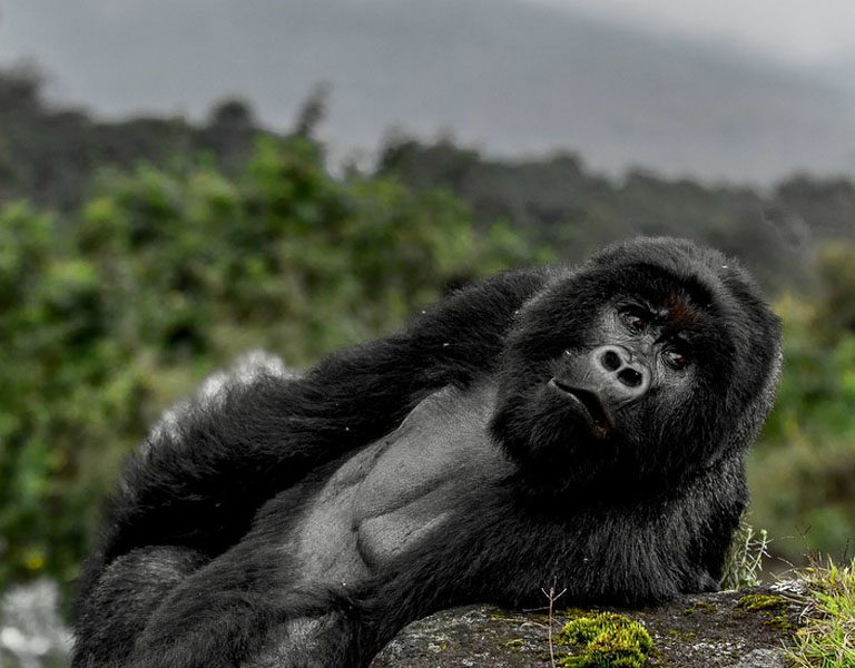 Gorilla Trekking in Rwanda Vs Uganda. Discovery Journeys