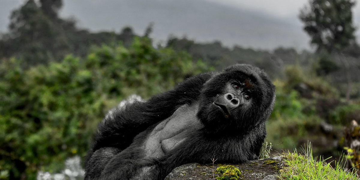 Gorilla Trekking in Rwanda Vs Uganda. Discovery Journeys