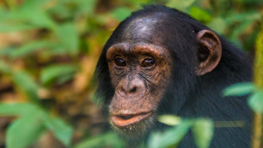 Highlights of A Uganda Chimpanzee Tracking Tour. Discovery Journeys