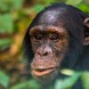 Highlights of A Uganda Chimpanzee Tracking Tour. Discovery Journeys