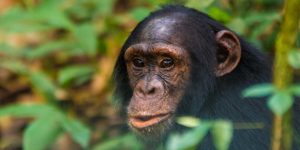 Highlights of A Uganda Chimpanzee Tracking Tour. Discovery Journeys