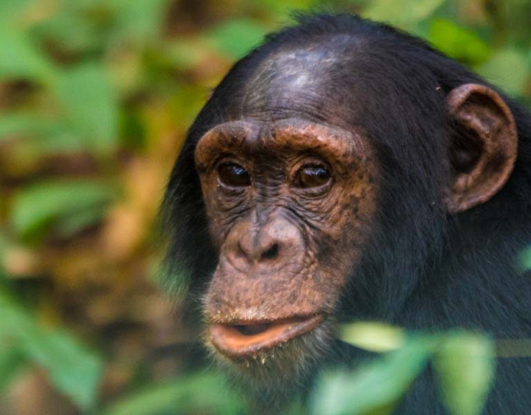 Highlights of A Uganda Chimpanzee Tracking Tour. Discovery Journeys