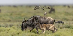 Ndutu Plains Tanzania. Discovery Journeys