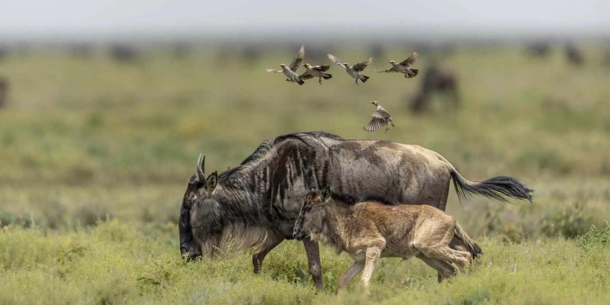 Ndutu Plains Tanzania. Discovery Journeys