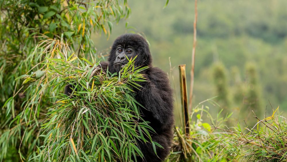 Rwanda Family Tour Experiences. Discovery Journeys
