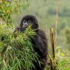 Rwanda Family Tour Experiences. Discovery Journeys