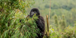 Rwanda Family Tour Experiences. Discovery Journeys