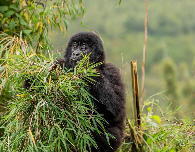 Rwanda Family Tour Experiences. Discovery Journeys