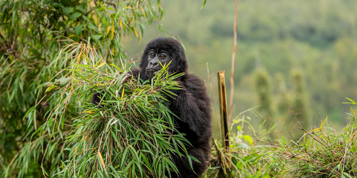 Rwanda Family Tour Experiences. Discovery Journeys