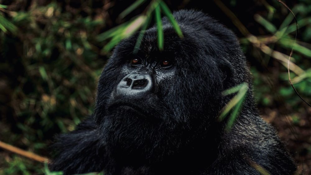 Rwanda Gorilla Tracking Guide. Discovery Journeys