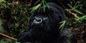 Rwanda Gorilla Tracking Guide. Discovery Journeys