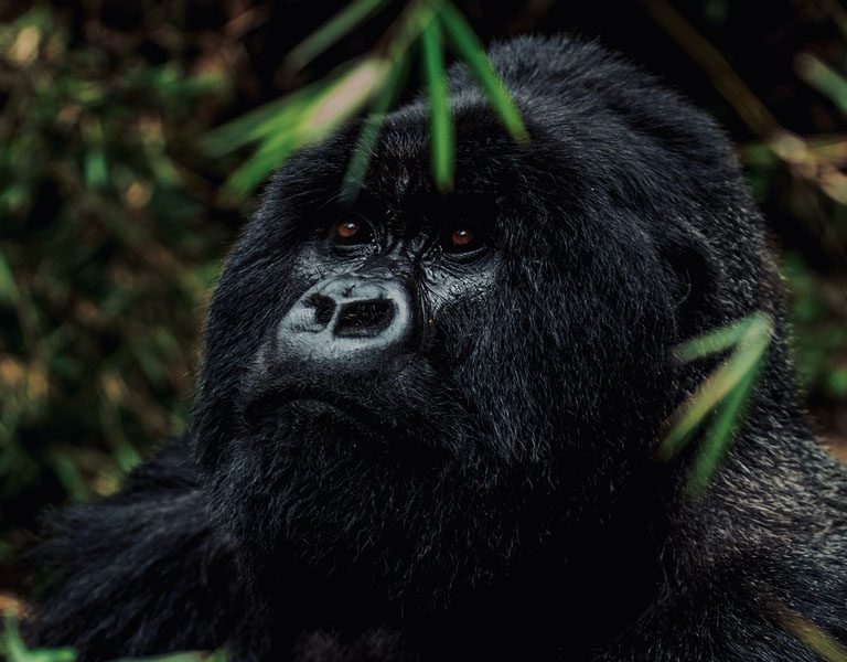 Rwanda Gorilla Tracking Guide. Discovery Journeys