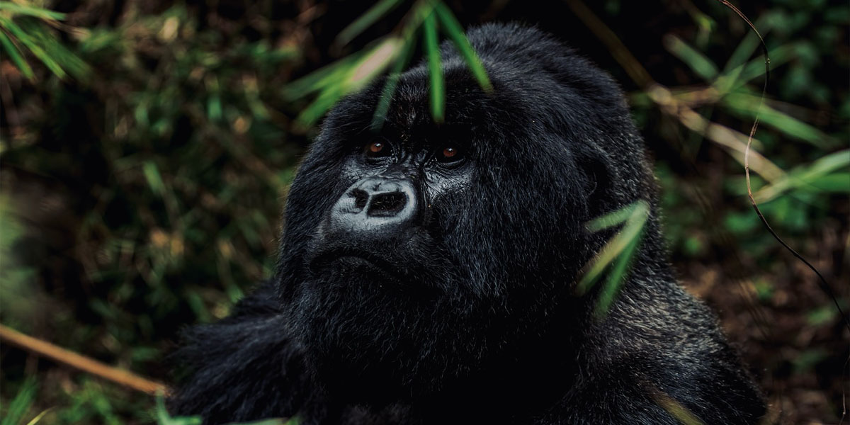 Rwanda Gorilla Tracking Guide. Discovery Journeys