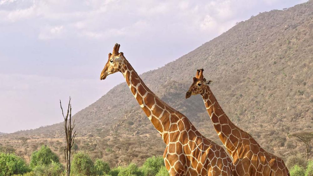 Top Kenya Adventures Beyond the Big Five. Discovery Journeys