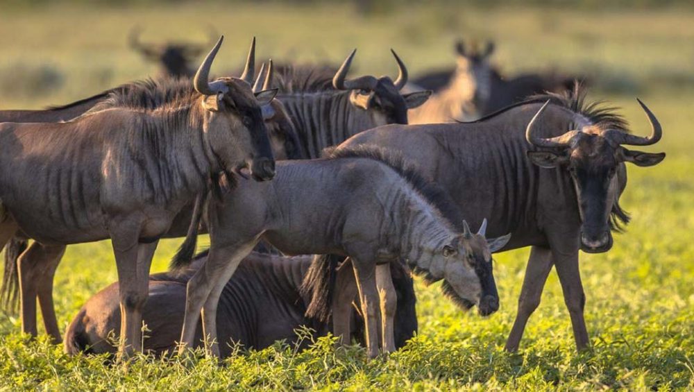 Witnessing The Tanzania Great Migration. Discovery Journeys