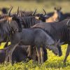 Witnessing The Tanzania Great Migration. Discovery Journeys