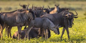 Witnessing The Tanzania Great Migration. Discovery Journeys