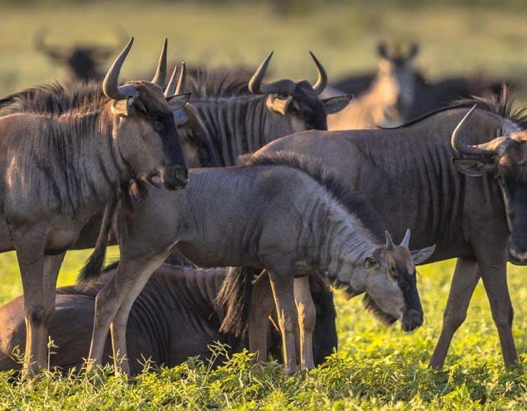 Witnessing The Tanzania Great Migration. Discovery Journeys