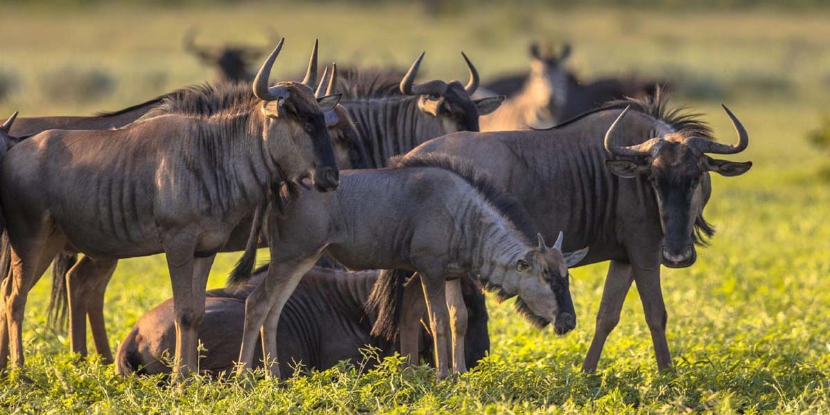 Witnessing The Tanzania Great Migration. Discovery Journeys