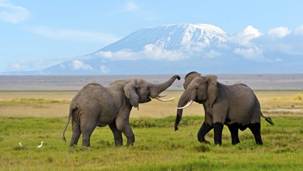 The Best Of The Big Five Kenya Safari. Discovery Journeys