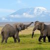 The Best Of The Big Five Kenya Safari. Discovery Journeys