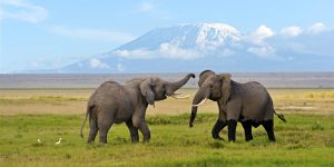The Best Of The Big Five Kenya Safari. Discovery Journeys